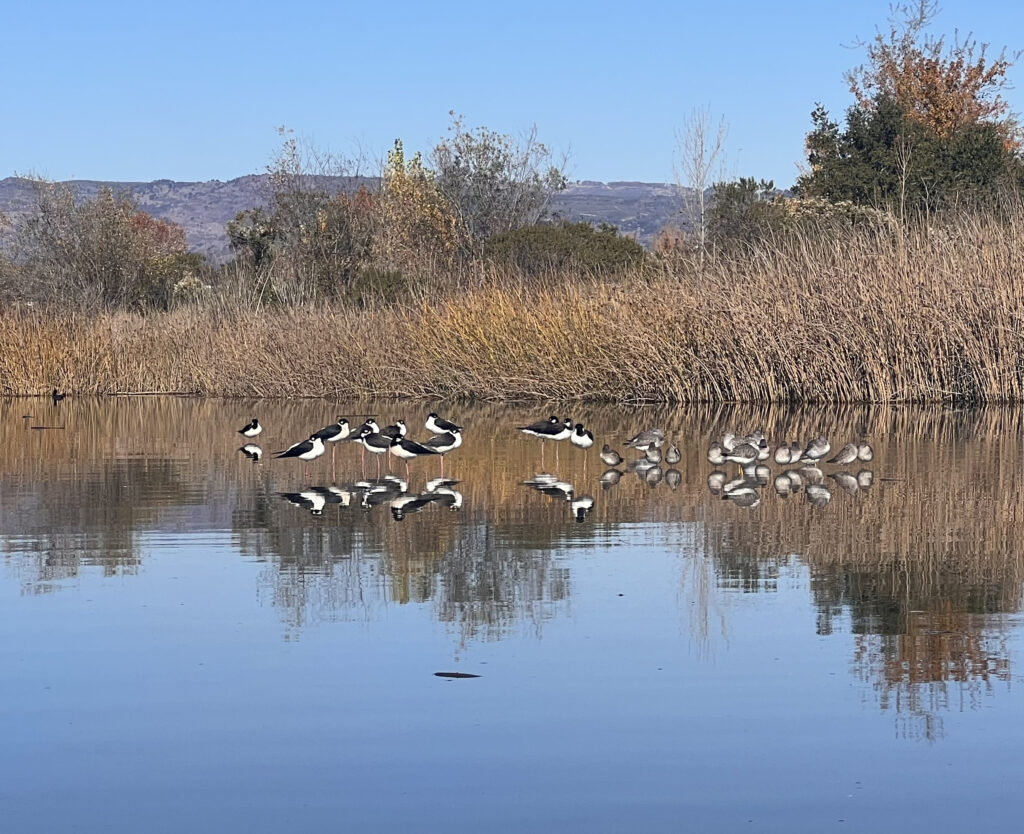 Pictures of sea birds on the Napa River