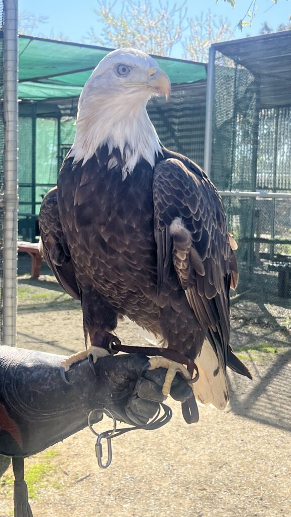 A photo showing a bald eagle sitting on the gloved hand of a staffer. Discover California Raptor Center. 