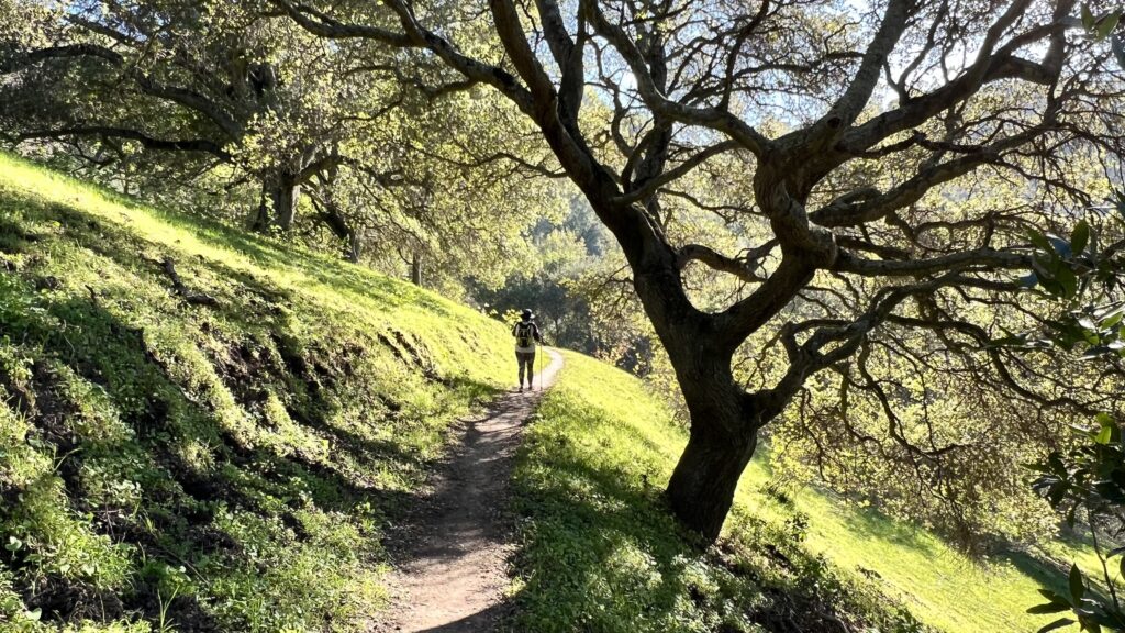 Photo showing a hiker on a single track trail in Fernandez Ranch.  A large oak tree on the side of the trail provides shade.
