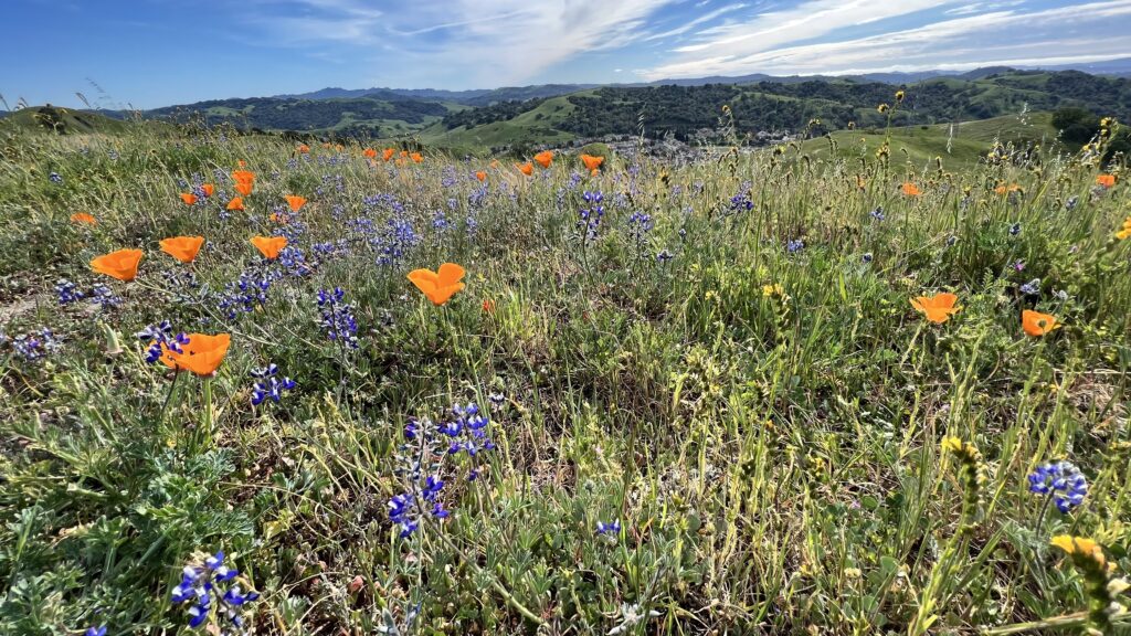 A photo showing wildflowers atop the ridge of Fernandez Ranch. 